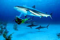 Caribbean reef shark (Carcharhinus perezi) and diver, Nassau, Bahamas.