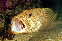 Slender / White-lined grouper (Anyperodon leucogrammicus), mouth open, with Rock / cleaner shrimp (Urocaridella sp.) searching for parasites, Fiji.