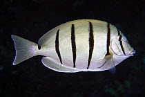 Convict surgeonfish (Acanthurus triostegus), sometimes referred to as the sub-species (Acanthurus sandvicensis) Hawaii.