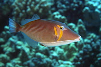 Lei / Scythe triggerfish (Sufflamen bursa), Hawaii.