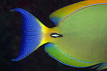 Eyestripe surgeonfish (Acanthurus dussumieri), close-up of tail, Hawaii.