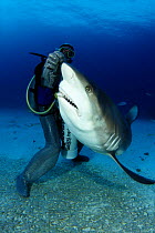 Caribbean reef shark (Carcharhinus perezi), being fed by diver in chain mail suit, Freeport, Bahamas