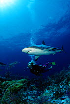 Caribbean reef shark (Carcharhinus perezi), with diver swimming alongside, Nassau, Bahamas.