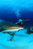 Caribbean reef shark (Carcharhinus perezi), with diver, Nassau, Bahamas.