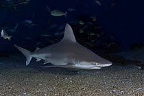 Sandbar shark (Carcharhinus plumbeus), on seabed, Hawaii.