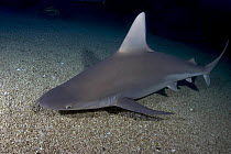 Sandbar shark (Carcharhinus plumbeus), on seabed, Hawaii.
