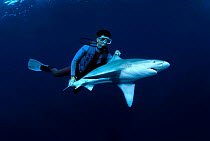 Sandbar shark (Carcharhinus plumbeus), being revised by shark researcher / diver after examining it, Hawaii.