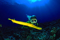 Trumpet fish (Aulostomus chinensis), on reef, with diver, Hawaii.
