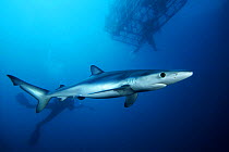 Blue shark (Prionace glauca), being observed by divers in shark cage and dive photographer, several miles off the coast of California, USA.