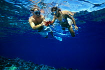 Slate pencil sea urchin (Heterocentrotus mammillatus), being held by couple snorkeling, Hawaii.