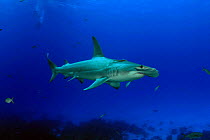 Great hammerhead shark (Sphyrna mokarran), Bahamas.