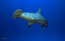 Great Hammerhead Shark (Sphyrna mokarran), Bahamas Bank.