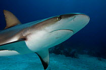 Caribbean reef shark (Carcharhinus perezi) Nassau, Bahamas.