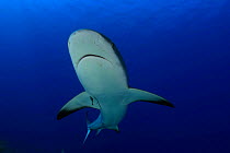 Caribbean reef shark (Carcharhinus perezi), Nassau, Bahamas.