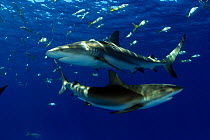 Caribbean reef sharks (Carcharhinus perezi), pair, Nassau, Bahamas.