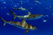 Caribbean reef sharks (Carcharhinus perezi), Nassau, Bahamas.