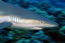 Grey reef shark (Carcharhinus amblyrhynchos), juvenile, near Molokini Island off Maui, Hawaii.
