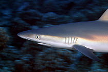 Grey reef shark (Carcharhinus amblyrhynchos), juvenile, Molokini Island off Maui, Hawaii.