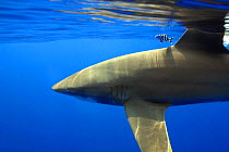 Oceanic whitetip shark (Carcharhinus longimanus), with dorsal fin protruding from sea surface, with pilot fish (Naucrates ductor) accompanying, Hawaii.