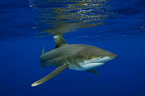 Oceanic whitetip shark (Carcharhinus longimanus), cruising with fin protruding from sea surface, Hawaii.