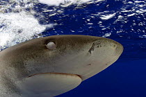 Nictitating membrane over eye of oceanic whitetip shark (Carcharhinus longimanus), Hawaii.