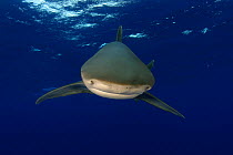 Oceanic whitetip shark (Carcharhinus longimanus), Hawaii.