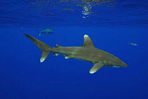 Oceanic whitetip shark (Carcharhinus longimanus), with small pilot fish (Naucrates ductor), with another shark in the background, several miles off the Big Island, Hawaii.