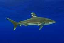Oceanic whitetip shark (Carcharhinus longimanus), with small pilot fish (Naucrates ductor) close to dorsal fin, several miles off the Big Island, Hawaii.