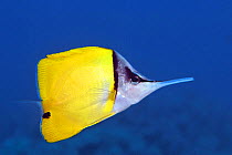 Yellow long nosed butterflyfish / Forceps fish (Forcipiger flavissimus), Hawaii.