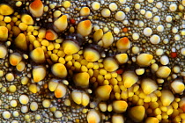 Cushion starfish (Culcita novaeguineae), close up of skin, Hawaii