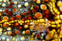 Guard crab (Trapezia sp) juvenile on a Cushion starfish (Culcita novaeguineae), Hawaii.