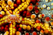 Guard crab (Trapezia sp.), juvenile, on a cushion starfish (Culcita novaeguineae), Hawaii.