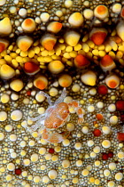 Guard crab (Trapezia sp.), juvenile, on a cushion starfish (Culcita novaeguineae), Hawaii.