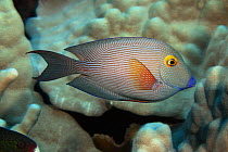 Goldring surgeonfish / Kole Tang (Ctenochaetus strigosus), Hawaii.