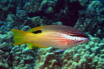 Hawaiian hogfish (Bodianus bilunulatus), female, Hawaii.
