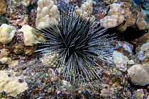 Black and white / banded sea urchin (Echinothrix calamaris), Hawaii.
