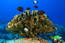 Antler coral (Pocillopora eydouxi), with endemic Hawaiian dascyllus (Dascyllus ablisella), surgeonfish and snapper, Hawaii.