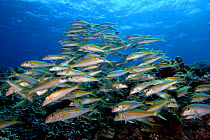 School of Yellowfin goatfish (Mulloidichthys vanicolensis), Hawaii.