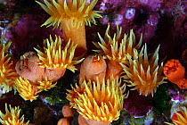Orange cup coral (Tubastrea coccinea), Hawaii.