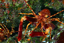 Long handed spiny lobster (Justitia longimanus), male, Hawaii. Female of the same species can be seen pictured in the corner of the frame.