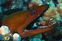 Undulated moray (Gymnothorax undulatus), with open mouth, Hawaii.