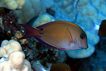 Lavender surgeonfish (Acanthurus nigrofuscus), Hawaii.