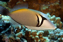 Lei triggerfish (Sufflamen bursa), Hawaii.