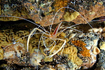Ghost shrimp / Fountain shrimp / Flameback coral shrimp (Stenopus pyrsonotus), Hawaii.