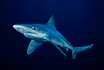 Sandbar shark (Carcharhinus plumbeus), displaying aggressive posture and behaviour, Hawaii.