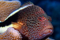 Blackside / Freckled hawkfish (Paracirrhites forsteri), Hawaii.