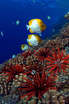 Slate pencil sea urchins (Heterocentrotus mammillatus) and Pyramid butterflyfish (Hemitaurichthys polylepis), Hawaii.