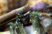 Hermit crab (Dardanus sp.), less than an inch across, Rarotonga, Cook Islands.