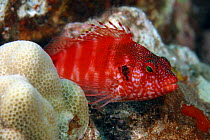 Redbar hawkfish (Cirrhitops fasciatus), Hawaii.
