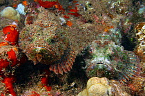 Devil scorpionfish (Scorpaenopsis diabolus), pair resting side-by-side on the reef, camouflaged, Hawaii.